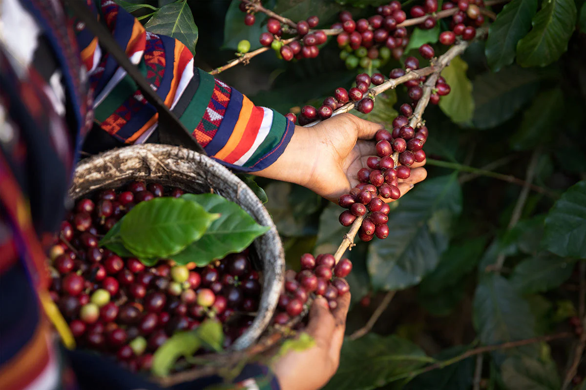 coffee beans harvesting